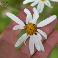 Shasta Daisy